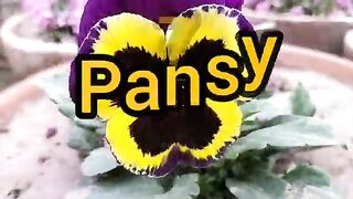 Top_10_most_beautiful_flowers_in_the_world___The_Most_Beautiful_Flowers