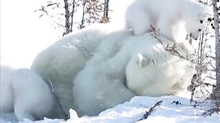 beautiful animal