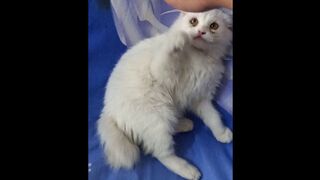 Cute cat | Cat funny video | Cute little cat | Cat video | MrMarkhor01