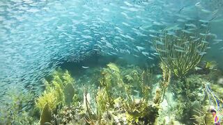 Spearfishing Compilation