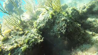 Spearfishing Compilation 01