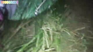 India cobra snake