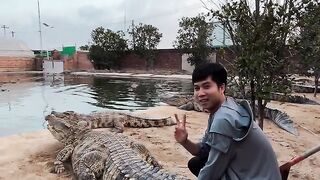 Crocodile