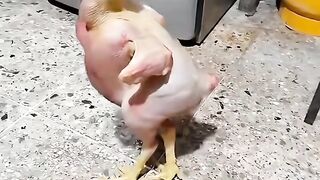 Ayam yang menyedihkan