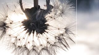 amazing mobile photograpy