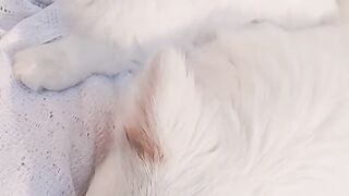 Cat and dog love so cute