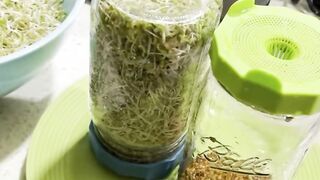 طريقة استنبات البذور