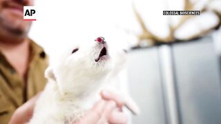 Scientists genetically engineer wolves to resemble extinct dire wolf.