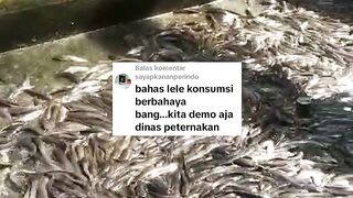 Ikan lele penyumbang penyakit gagal ginjal❗BENAR atau SALAH