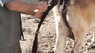 गौ सेवक