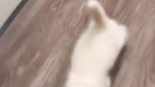 why cats follow you around
