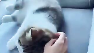 Why do Cats roll on the ground?