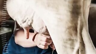 Milk producing Process in the cows and Qur'anic Details