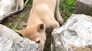 Dog catch a prey