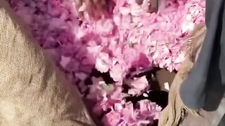 CARA ORANG INDIA MEMBUAT PARFUM