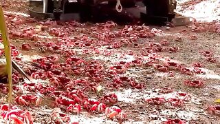 CARA UNIK MELINDUNGI JUTAAN KEPITING