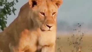 Freedom of Animals