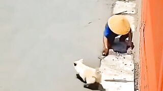 Cute dog