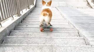 Cute dog