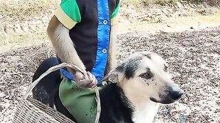 "a friendly dog ​​and a monkey,