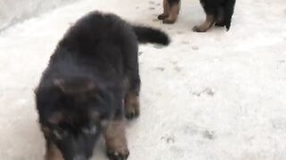 German shepherd cute