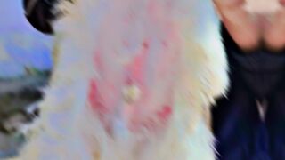 Shihtzu Dog