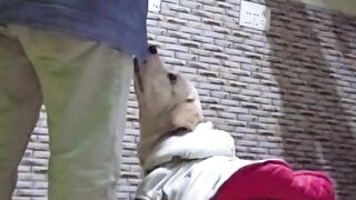 Labrador Dog Training