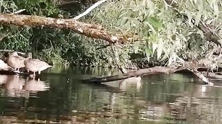 The ducks are swimming