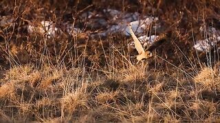 Wildlife photography video