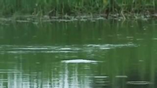 Fishing Primitive Technology