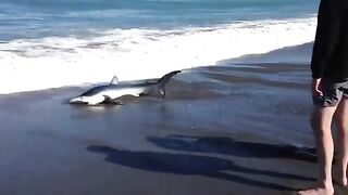 Baby Shark in Sea Beach