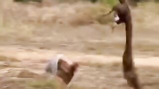 The eagle and it's prey