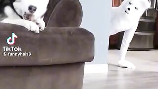Cat Prank