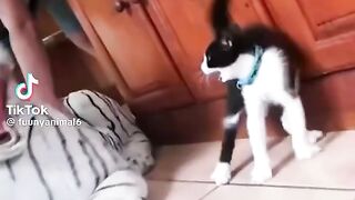 vidéo drôle
