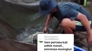 Dengan Maxoil BOBOT ikan lele meningkat dan hasil panen meningkat