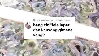 Ciri-ciri ikan lele lapar itu seperti apa dan bagaimana