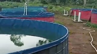 Apakah kalian mengunakan kolam bulat untuk budidaya ikan lele, bagaimana hasilnya