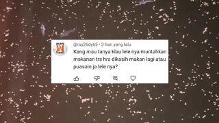 Jangan melakukan hal konyol setelah ngasih makan ikan lele, bisa muntah
