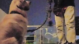 Golden Retriever Training