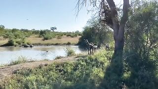 Battle of Animals in Forest