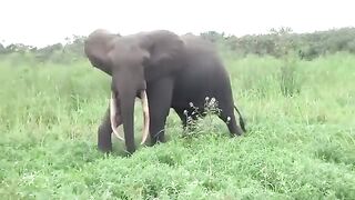 Wild Elephant Swimming