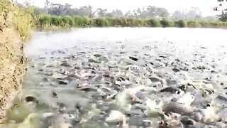 Fish Farming