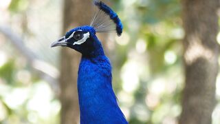 A Curious Peacock