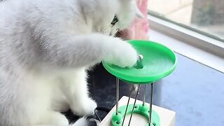 Kucing