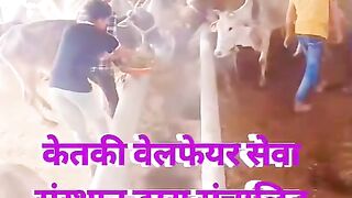 बृहद गौशाला