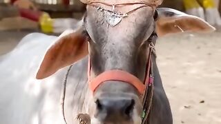 हमारी प्यारी सुन्दर गौ माता