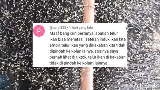 Bagaimana kalau kakaban tidak dipindah dan telur menetas dikolam pemijahan