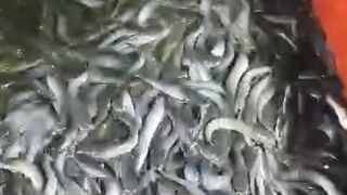 Pake dong alat ini, masa panen ikan lele pake tangan kosong