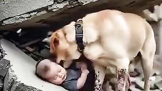 Dog is Doing Better than Humans Save Gaza