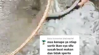 Setelah disortir ikan lele jadi malas makan, ternyata ini penyebabnya